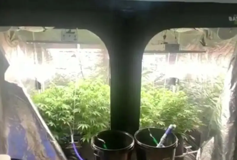 Коноплю выращивали двое мужчин в центре столицы