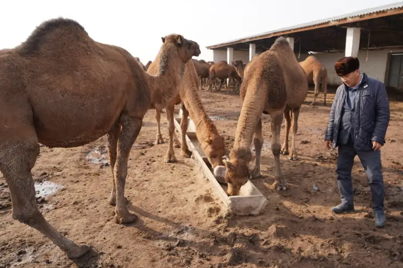 قازاقستاندا تۇيە شارۋاشىلىعىن دامىتۋ جانە فەرمەرلەردى سۋبسيديالاۋ ماسەلەلەرى تالقىلاندى