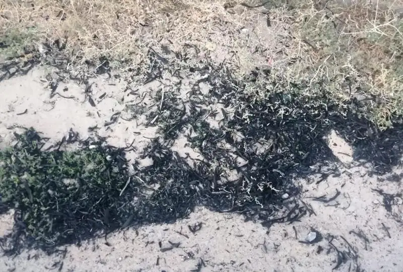 Микрорайоны Атырау оказались под пеплом от горевшего тростника на Каспии