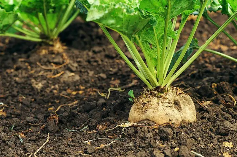 الماتى وبلىسىندا قانت قىزىلشاسى القابىنىڭ كولەمى وسەدى