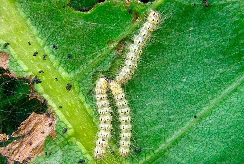 Защищать урожай и пастбища от гусениц начали в Атырауской области