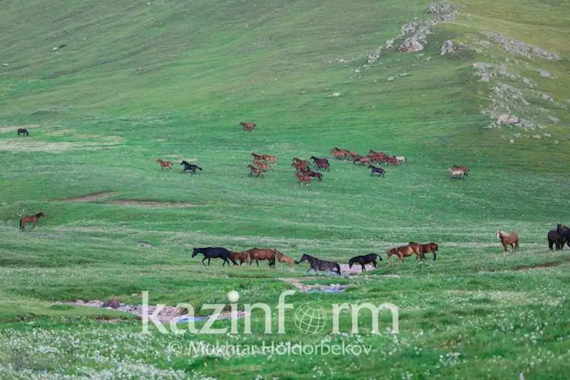 Пастбищ не хватает в трех районах ВКО