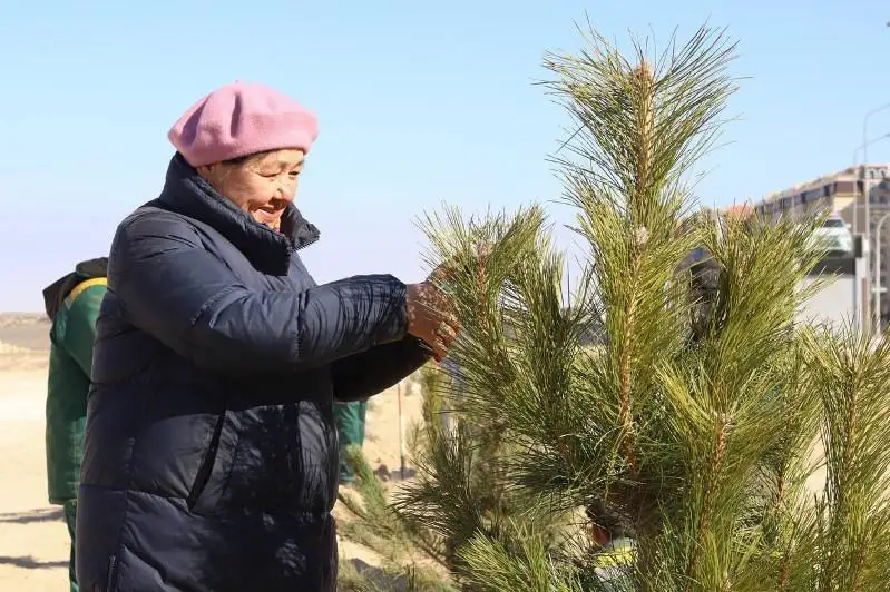 Крымские сосны высадили в Актау