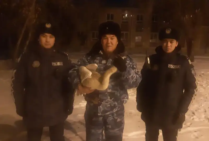 Замерзающего краснокнижного лебедя спасли в Костанае