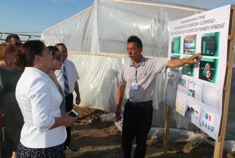 پاۆلوداردا قىتايدان كەلگەن قانداسىمىز قىزاناقتىڭ جاڭا ءتۇرىن وسىرۋدە