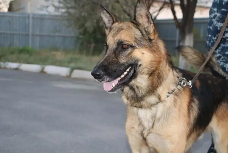 Служебная собака обнаружила 154 спичечных коробка с наркотиками