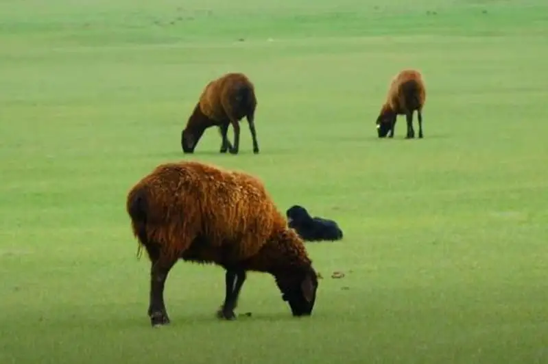 Около 90 тысяч га пастбищ передадут в общее пользование в Келесском районе Туркестанской области