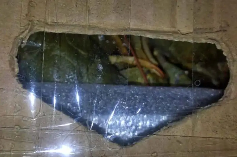 40 коробок с живыми раками пытался незаконно перевезти в Россию устькаменогорец