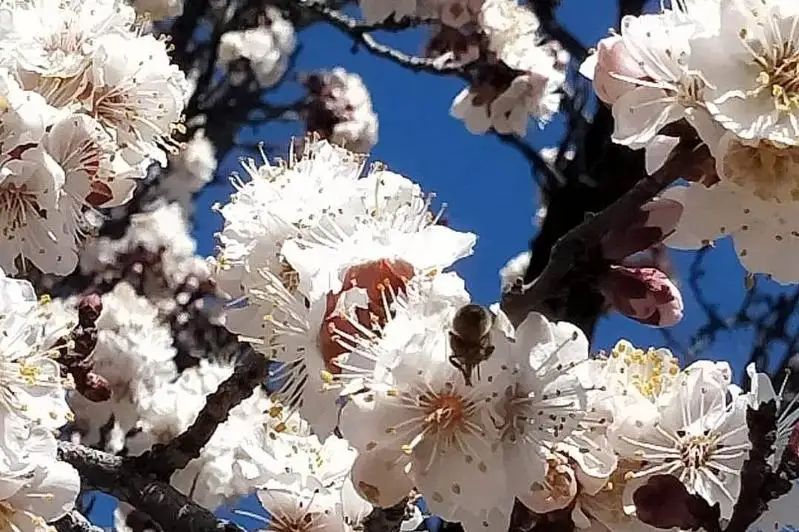 Жаңақорғанда өрік ағашы гүлдеп жатыр - мамандар мұны көру үшін турист тартуды ұсынды