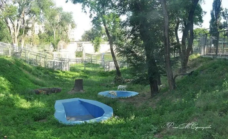 Almaty zoobaǵynda álemde sırek kezdesetin polıar qasqyrlary volerge shyǵaryldy