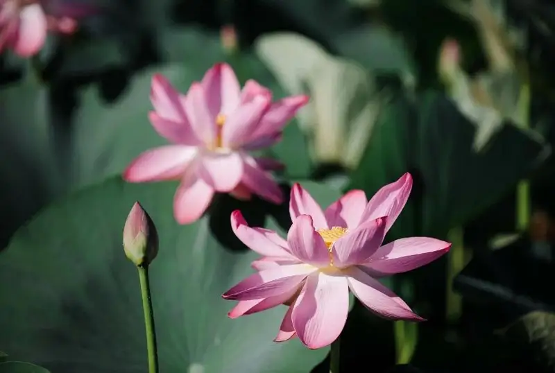 Сезон цветения лотосов начался в Атырауской области