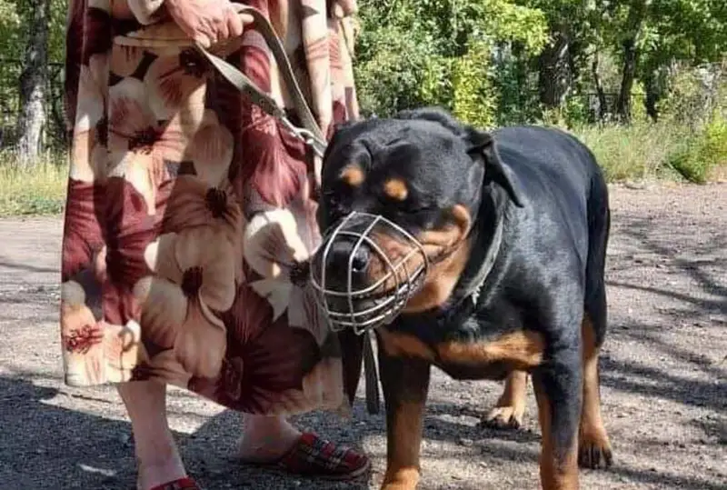 Ротвейлер напал на двух жительниц Экибастуза