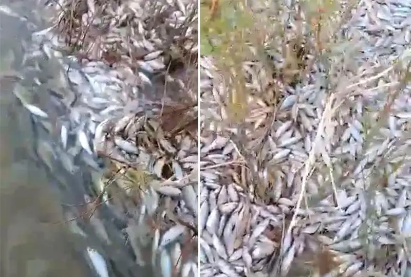 Рыба погибла из-за отсутствия кислорода в водоемах Атырауской области