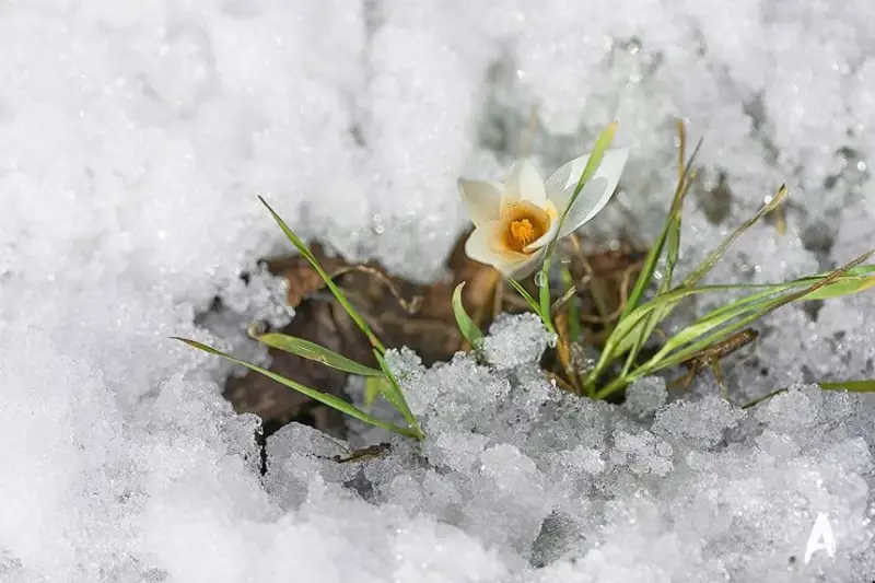 ناۋرىزدا بولاتىن تابيعي قۇبىلىستار