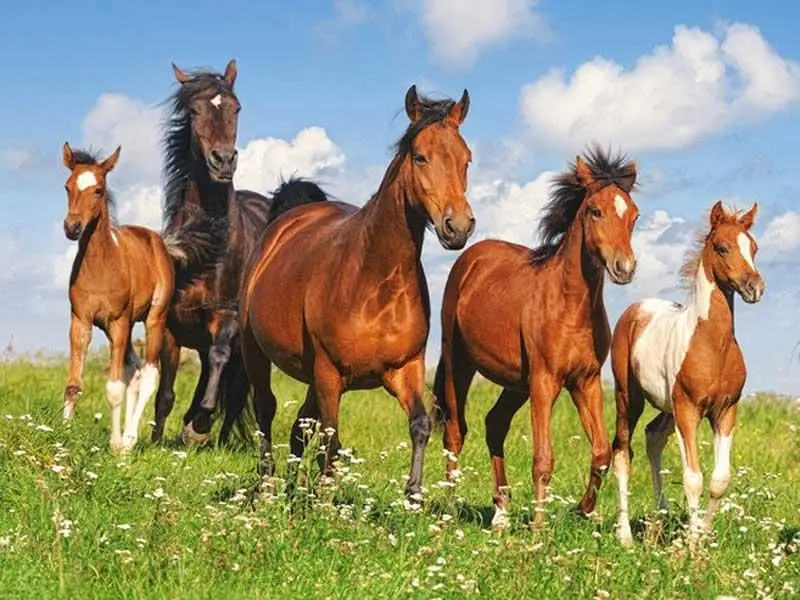 جىلقىعا قاتىستى ايتىلاتىن فرازەولوگيالىق تىركەستەر