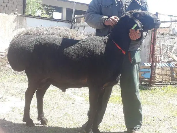 تۇركىستاندا 40 مىڭ دوللارعا قوشقار ساتىلدى