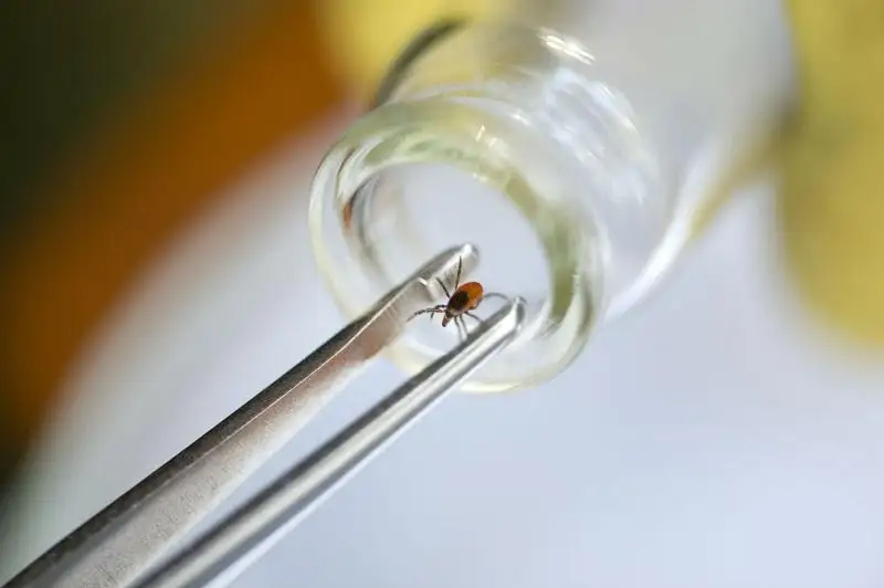 Число укусов клещей увеличилось в Акмолинской области