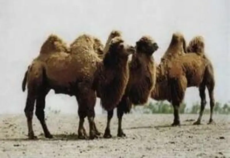 Сахарасында түйекиік сайрандаған «Қанамбар» - Шетелдегі қазақ тілді БАҚ-қа шолу