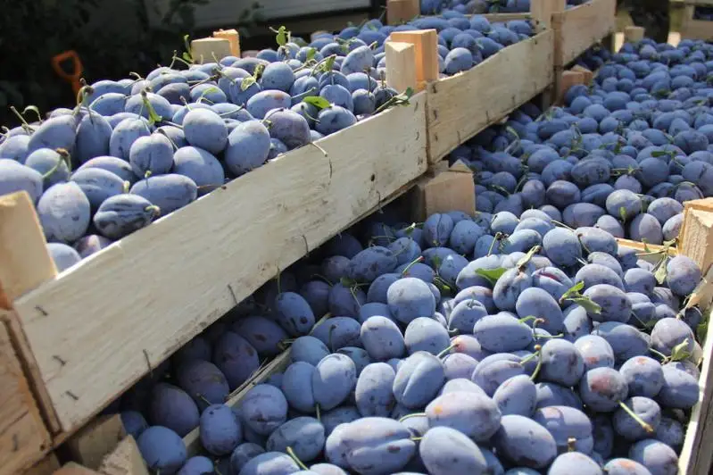 قازاقستانعا وزبەكستاننان قارا ورىك ەكسپورتتاۋعا تىيىم سالىندى