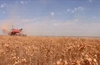 قازاقستان ماقسارى مايىن قىتايعا ەكسپورتتادى