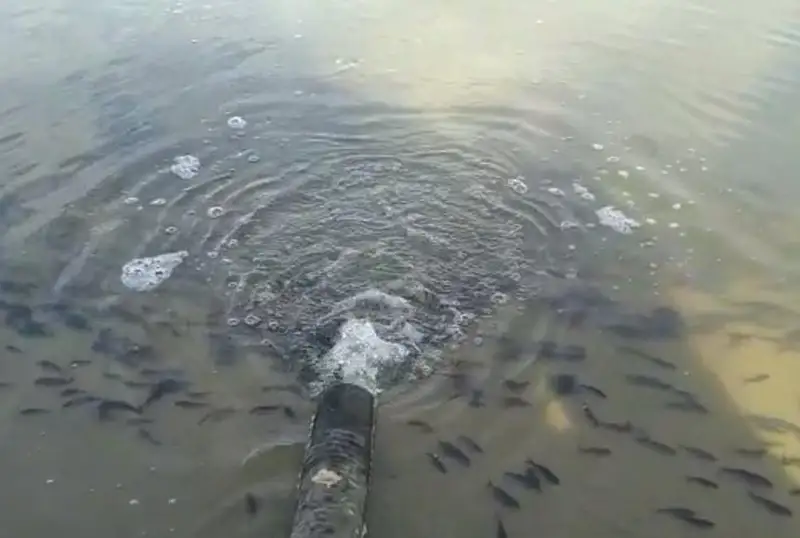 Более миллиона штук сеголеток карпа выпустили в водохранилища СКО