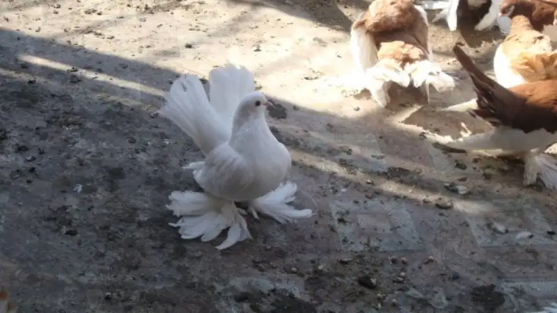 &ETH;&iexcl;&Ograve;&ETH; &Ntilde;&Ograve;&plusmn;&Ntilde;&Ograve;