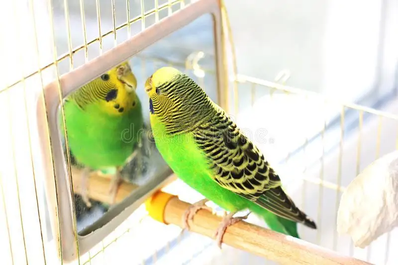 توتىقۇس جانە... - ورىس كلاسسيكاسىنان ءتارجىمالار