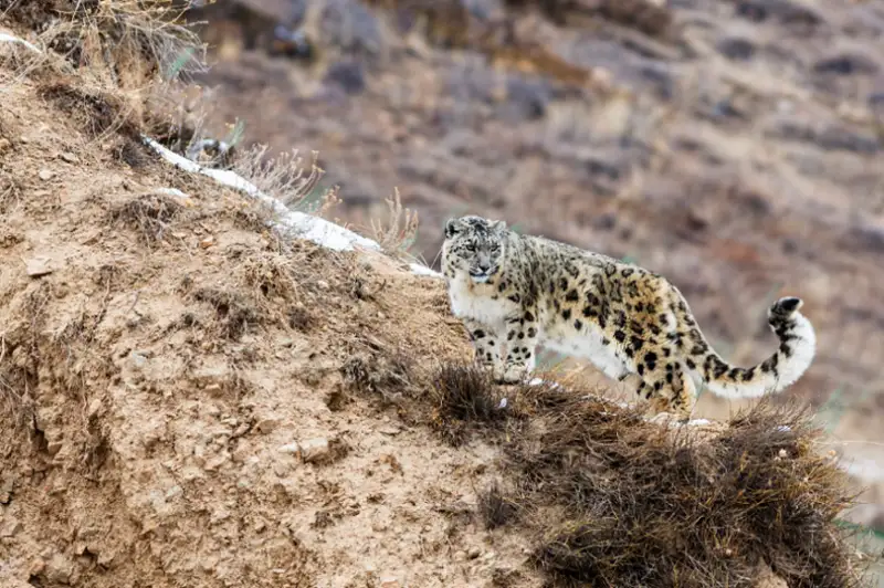 Снежные барсы живут в черте Алматы