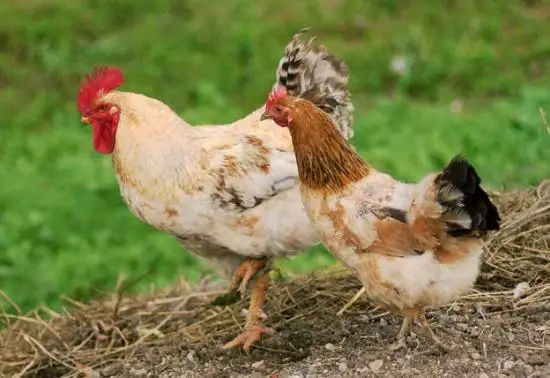 تاۋىققا قاتىستى قىزىقتى دەرەكتەر