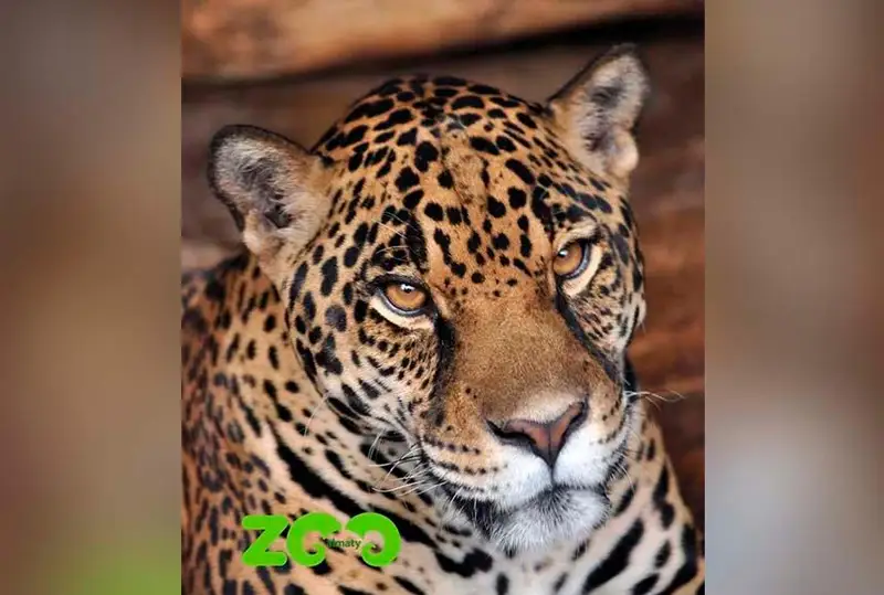 «Bir sekirgennen óltiredi»: Almaty zoobaǵynda qansha ıagýar mekendeıdi