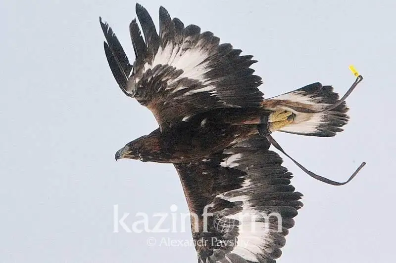 بۇركىتتى پويىزبەن تاسىمالداۋعا رۇقسات قاجەت