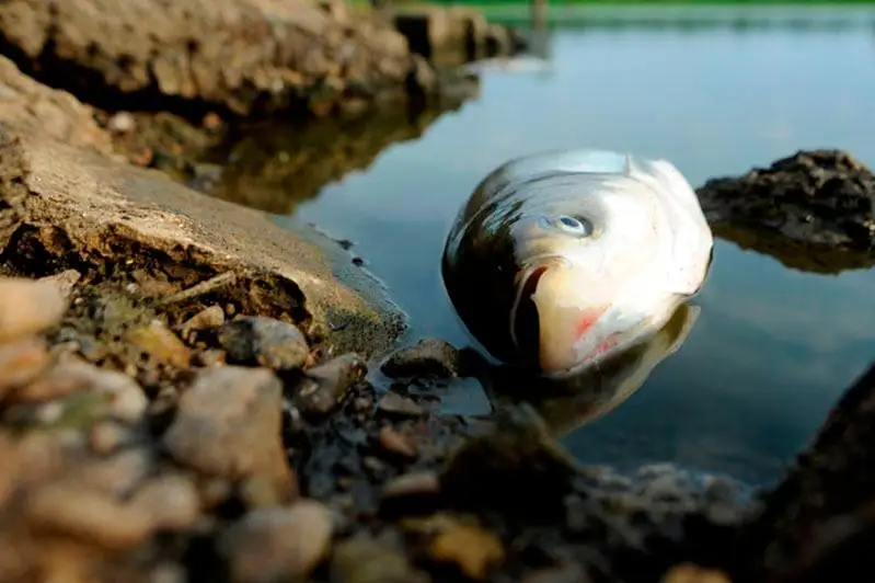 Замор рыбы произошел в озере в СКО