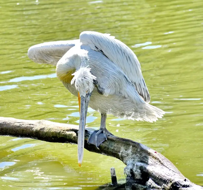 зообағында 