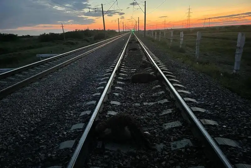 Грузовой поезд сбил 22 овец в Акмолинской области – транспортная полиция