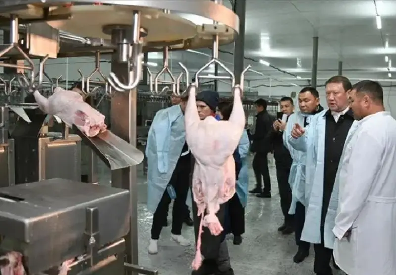 Новую птицефабрику запустили в СКО