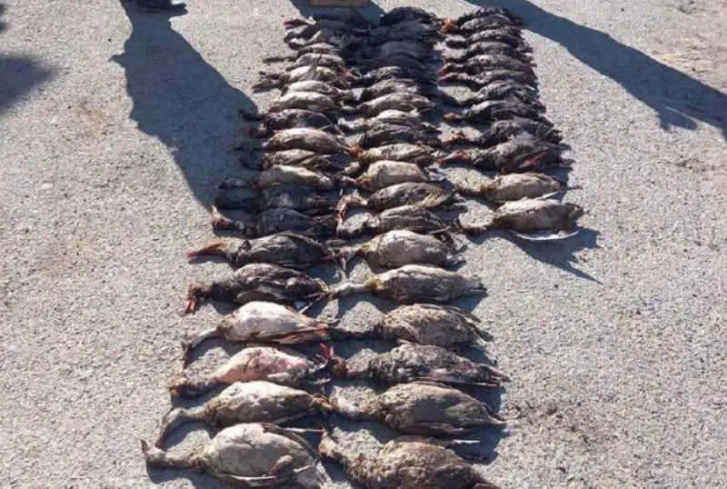 Браконьеров из Актобе задержали в Кызылординской области