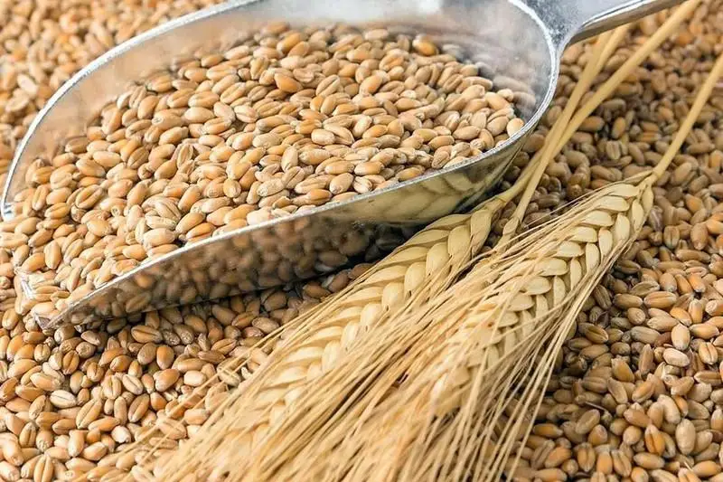 قوستاناي وبلىسى ەل قامباسىنا 3 ميلليون توننا استىق قۇيدى - ارحيمەد مۇحامبەتوۆ