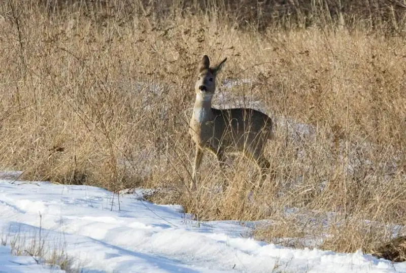 Миграция косуль наблюдается в СКО