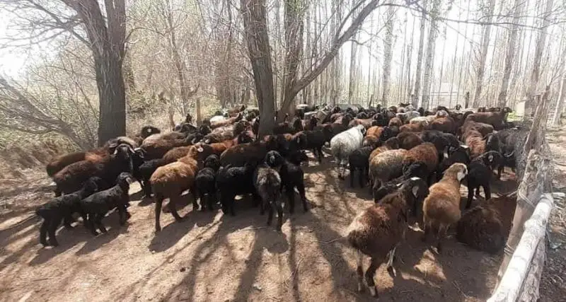 تۇلكىباس اۋدانىندا مال شارۋاشىلىعى قارقىندى دامۋدا
