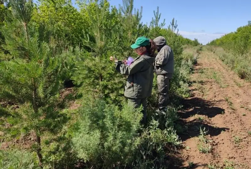 Химобработка зеленых насаждений для борьбы с вредителями продолжается в Нур-Султане
