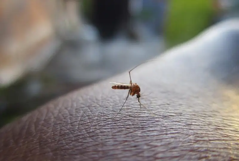 Жители Стамбула страдают от укусов комаров