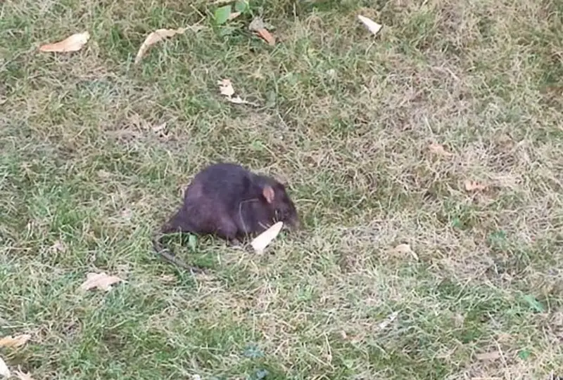 Алматинцы обеспокоились нашествием крыс