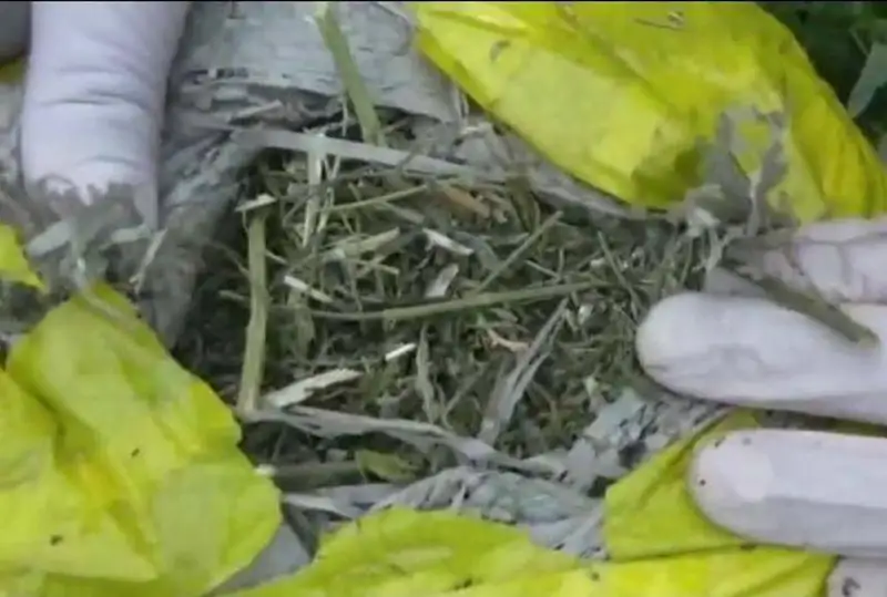 Более 30 кг марихуаны изъяли у пенсионера в Павлодаре