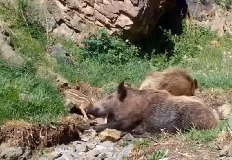 Семья диких кабанов попала в фотоловушку в нацпарке «Алтын-Эмель»