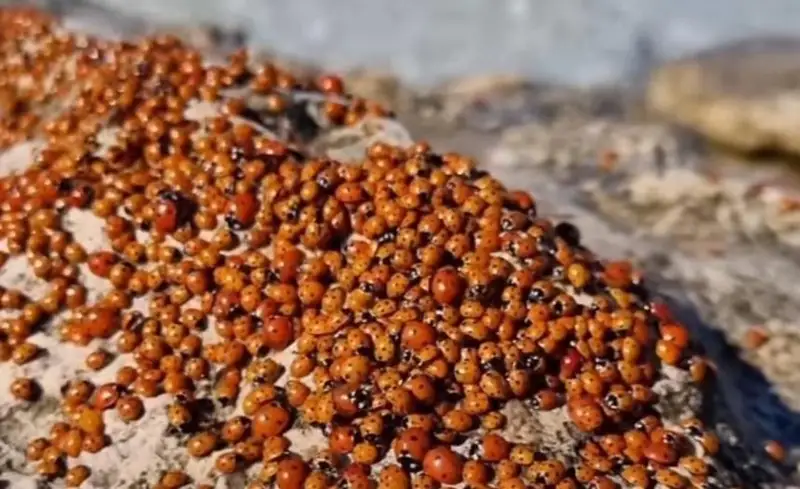 Нашествие бабочек и божьих коровок наблюдают жители Мангистауской области