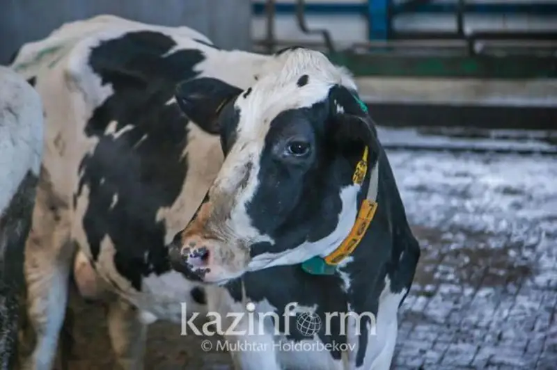 Число краж скота сократилось почти на 20% за год в Казахстане