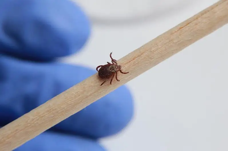 Около 300 случаев укусов клещей зафиксировано в Алматинской области