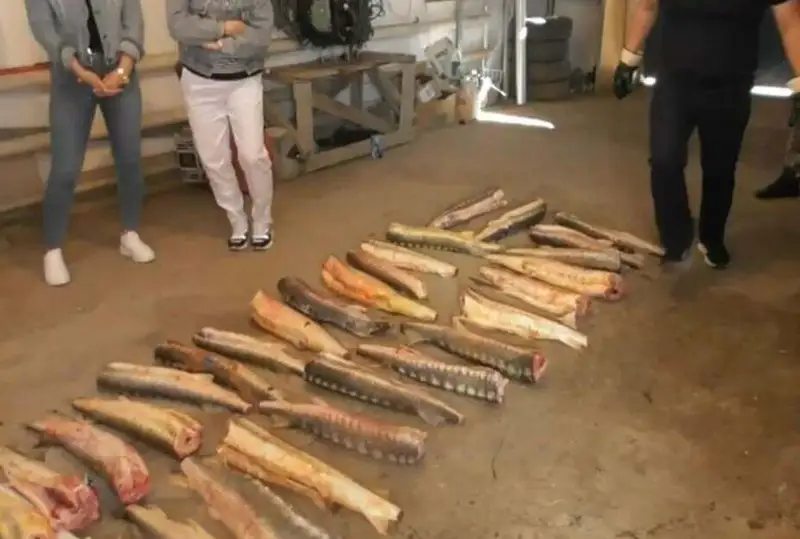 Отец с сыном в Атырауской области незаконно выловили 300 кг осетра
