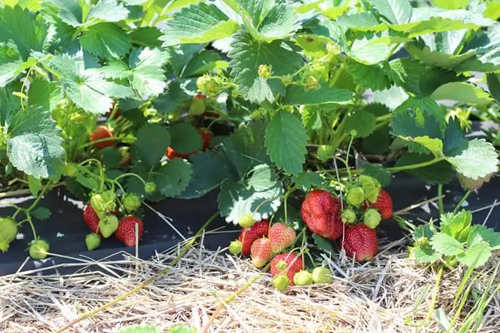 Ақмолалық кәсіпкер тыңайтқыш қолданбай құлпынай өсіруде