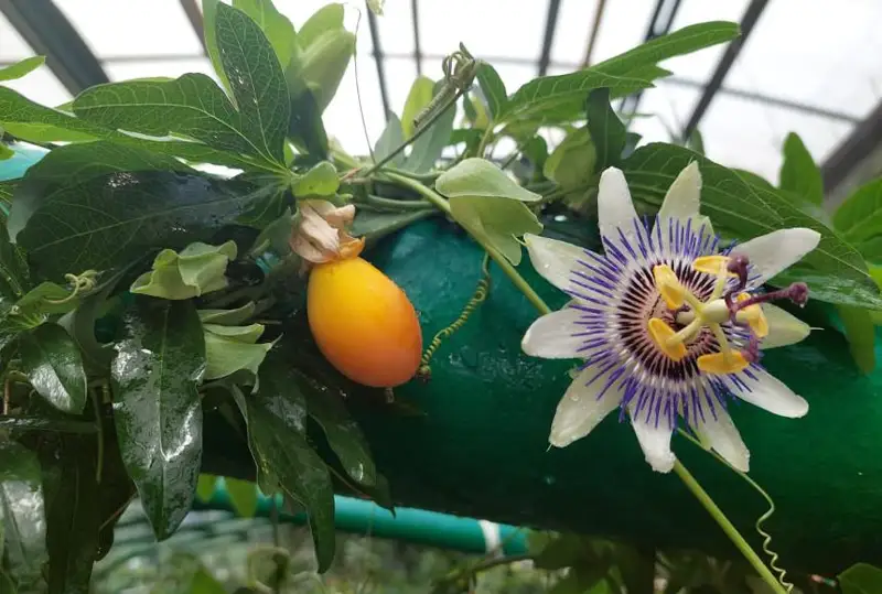 Маракуйя плодоносит в ботаническом саду Петропавловска